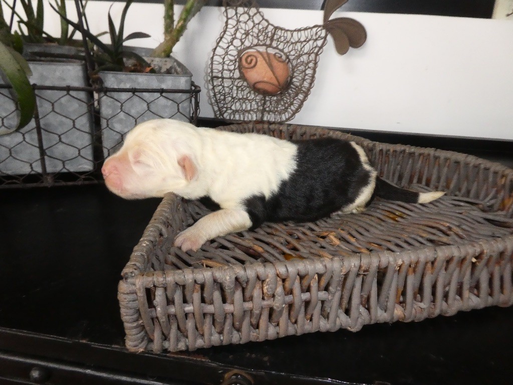of Mary People - Chiots disponibles - Bobtail