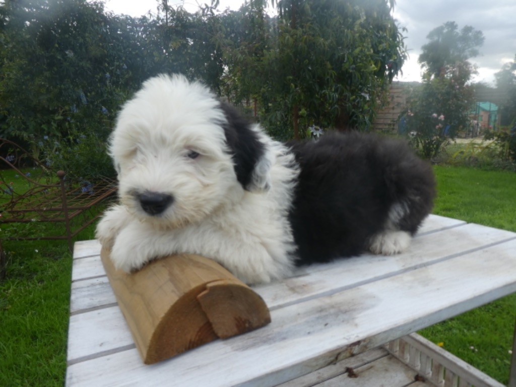 of Mary People - Chiots disponibles - Bobtail