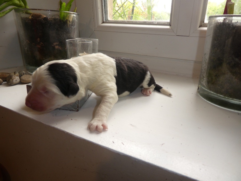 of Mary People - Chiots disponibles - Bobtail