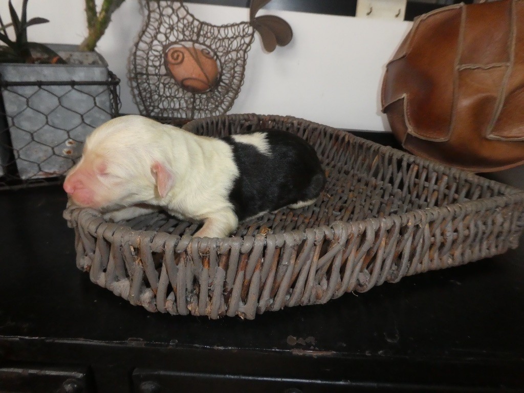 of Mary People - Chiots disponibles - Bobtail
