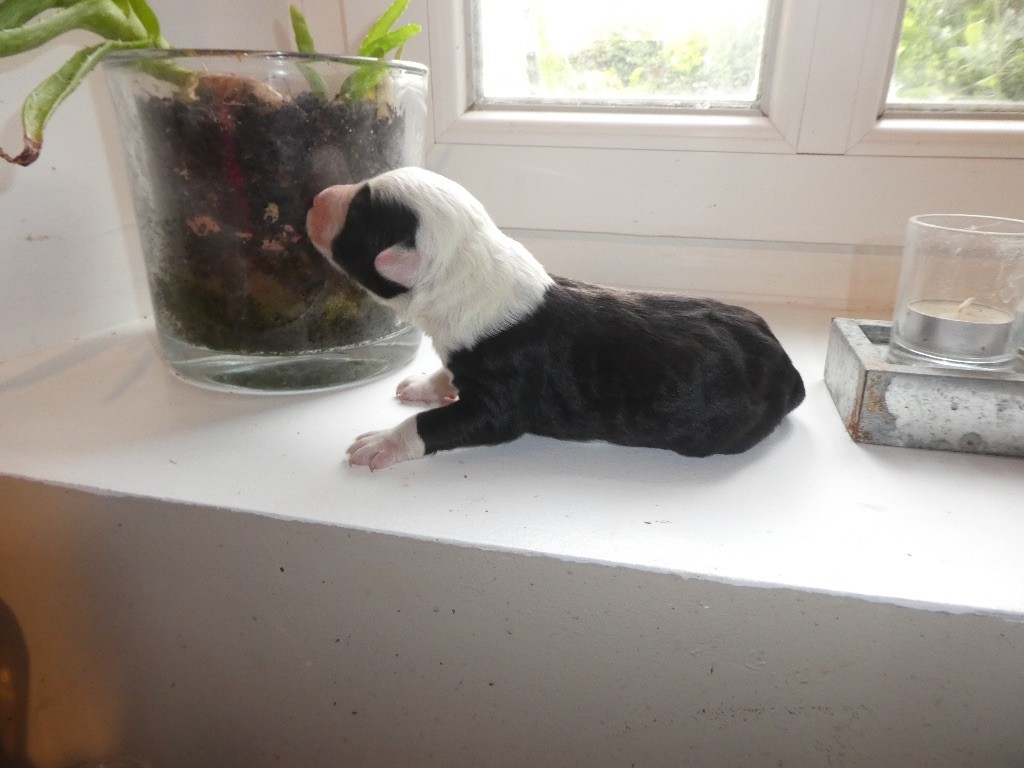 of Mary People - Chiots disponibles - Bobtail