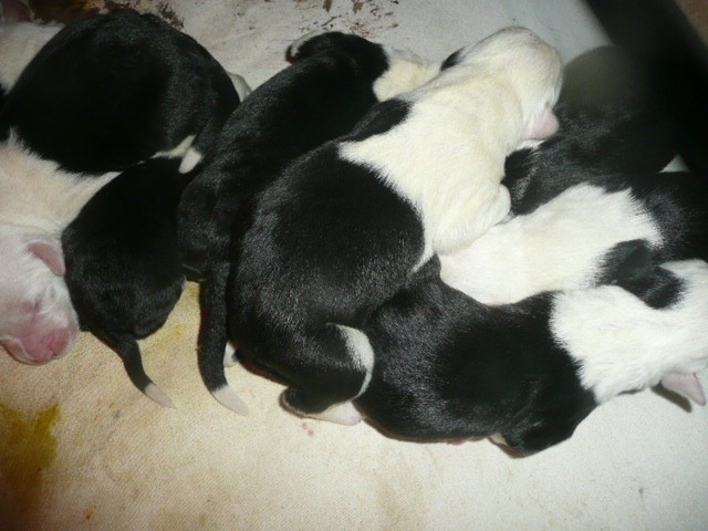 Chiot Bobtail of Mary People
