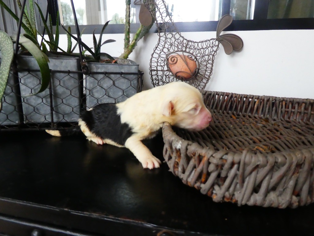 of Mary People - Chiots disponibles - Bobtail