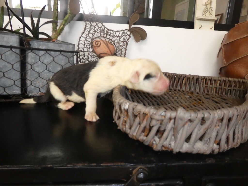 of Mary People - Chiots disponibles - Bobtail