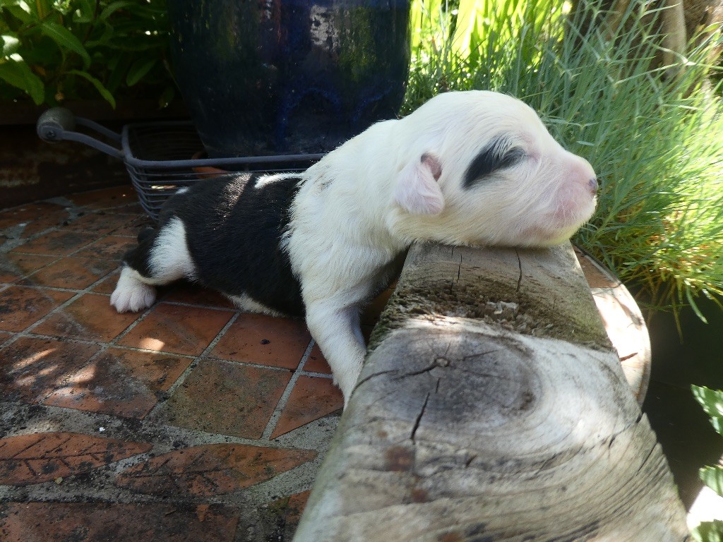 of Mary People - Chiots disponibles - Bobtail