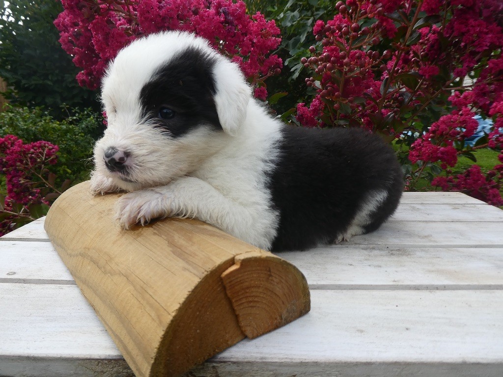 of Mary People - Chiots disponibles - Bobtail