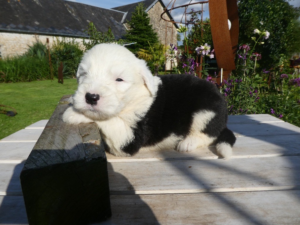 of Mary People - Chiots disponibles - Bobtail