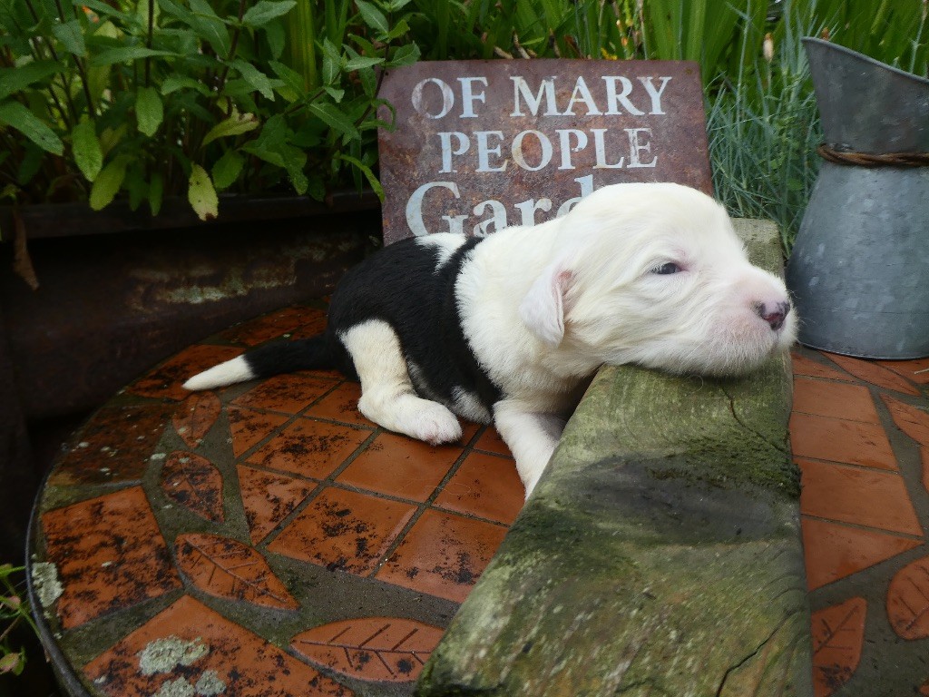 of Mary People - Chiots disponibles - Bobtail