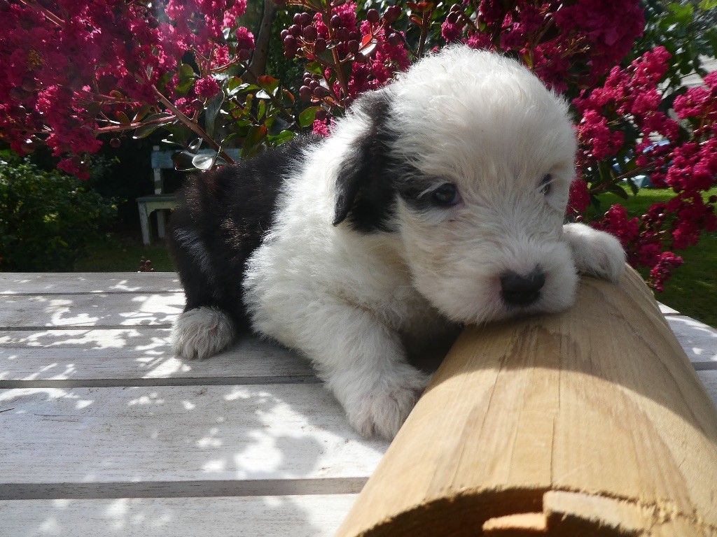 of Mary People - Chiots disponibles - Bobtail