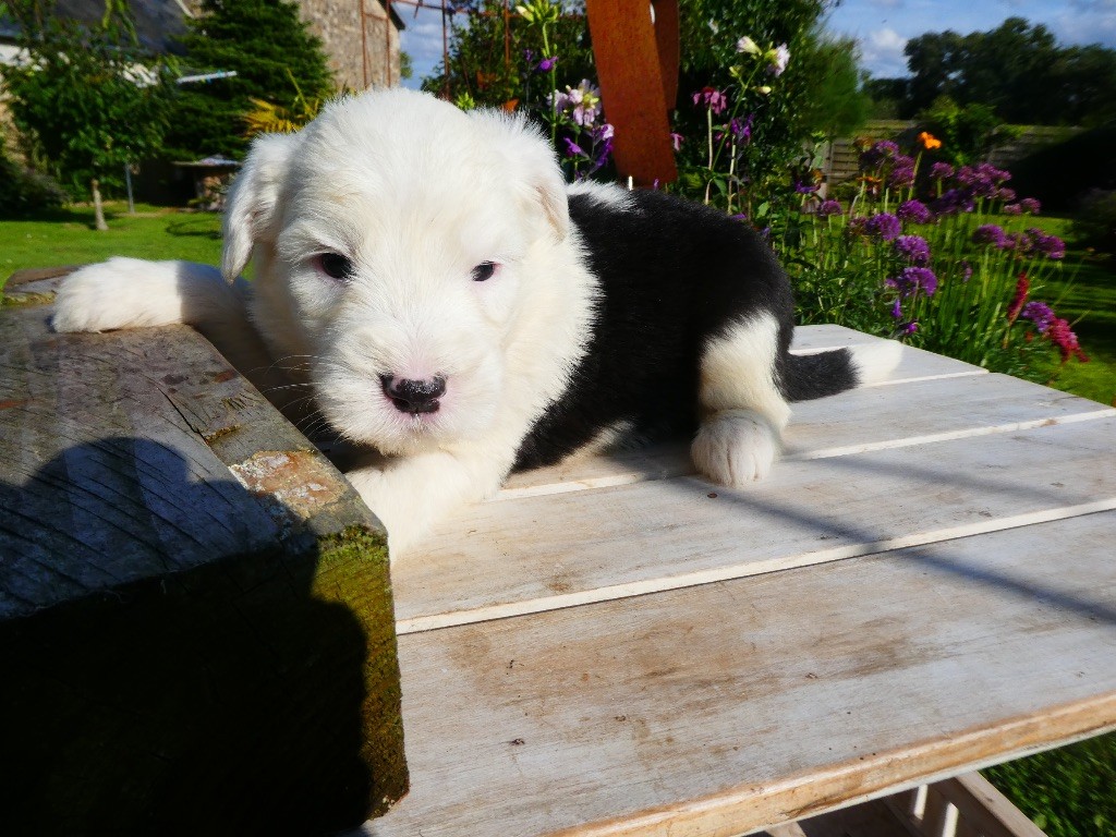 of Mary People - Chiots disponibles - Bobtail