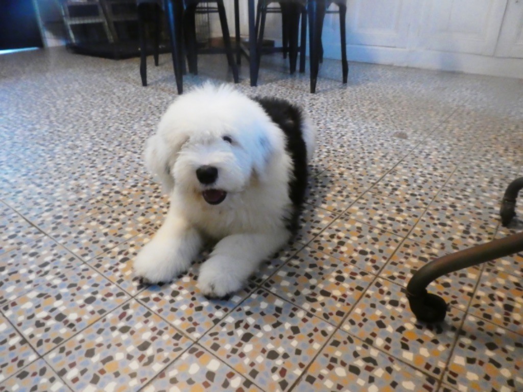 of Mary People - Chiots disponibles - Bobtail