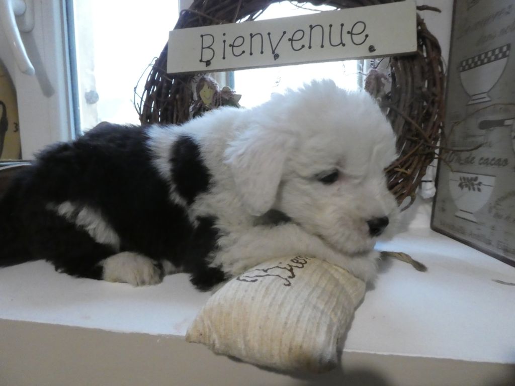 CHIOT