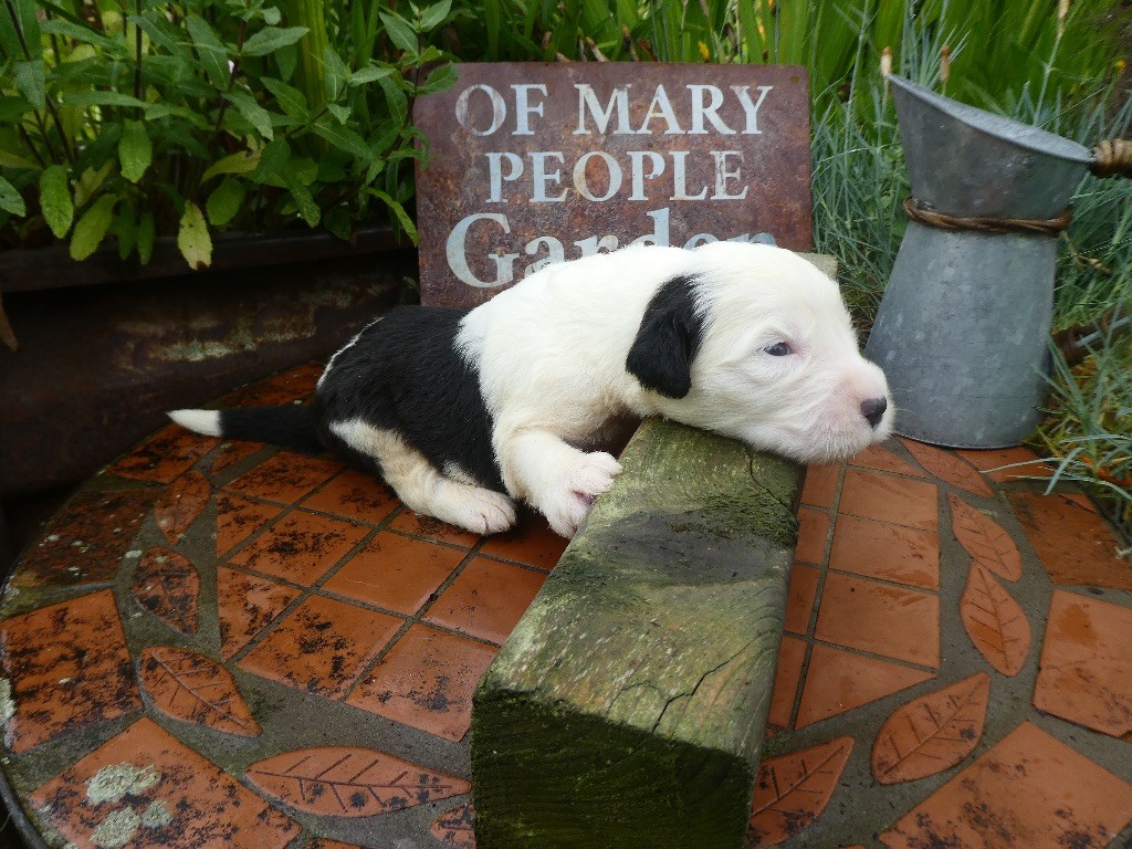 of Mary People - Chiots disponibles - Bobtail