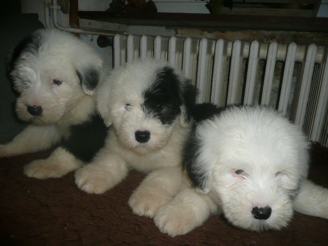 Chiot Bobtail of Mary People