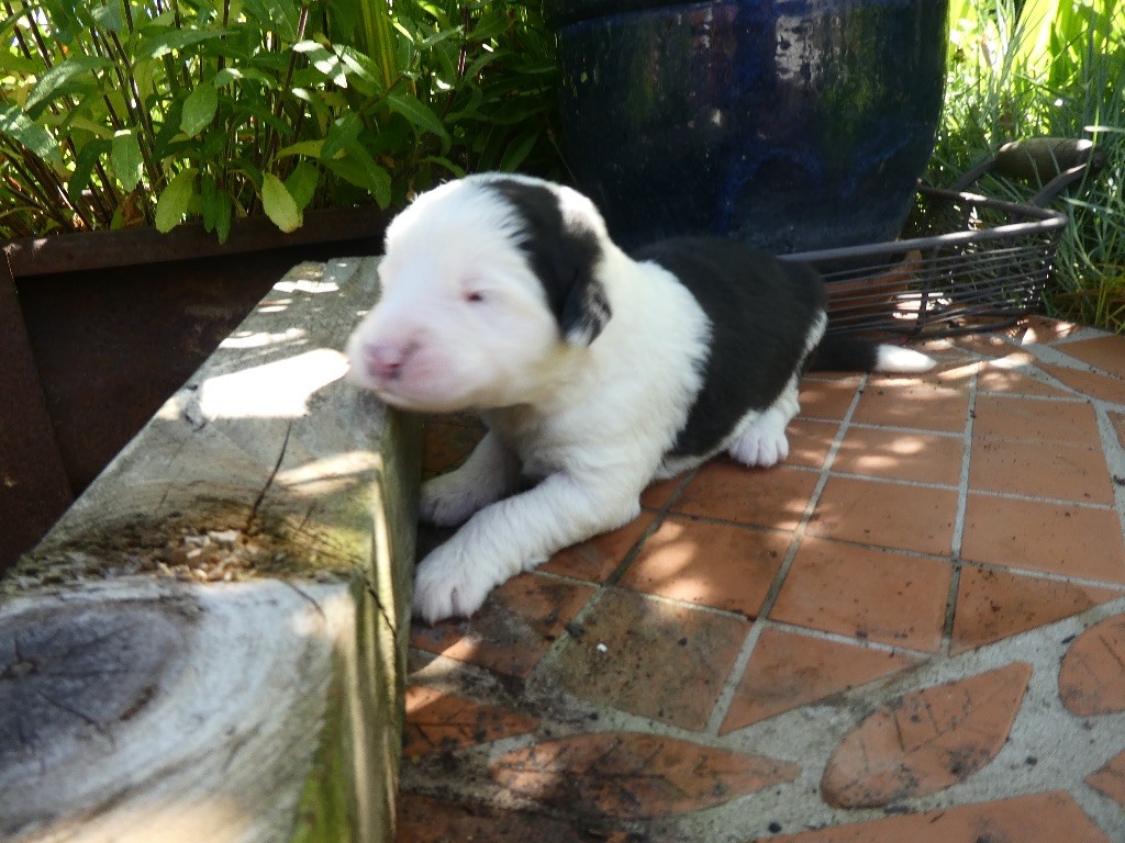 of Mary People - Chiots disponibles - Bobtail