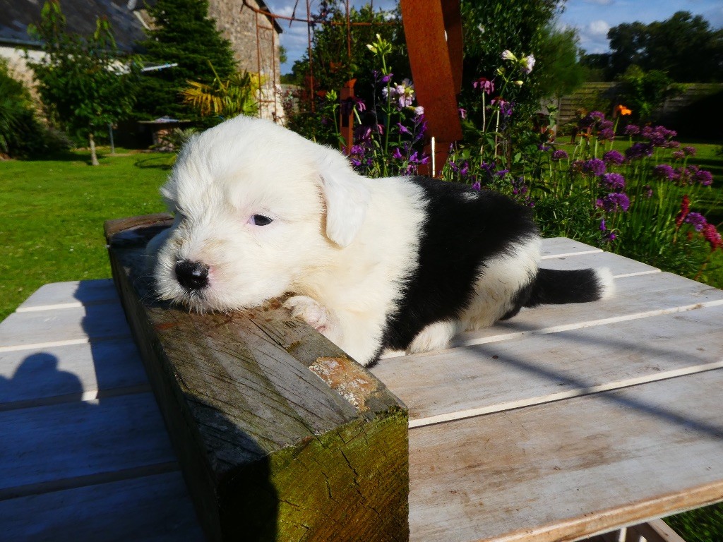 of Mary People - Chiots disponibles - Bobtail