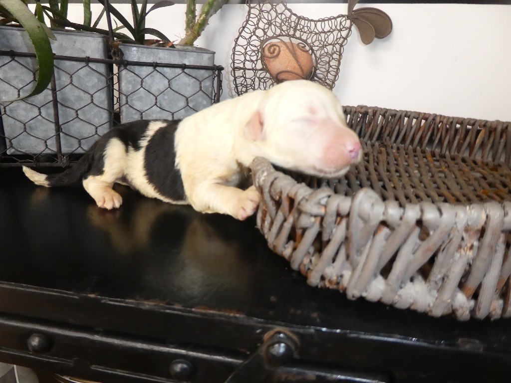 of Mary People - Chiots disponibles - Bobtail