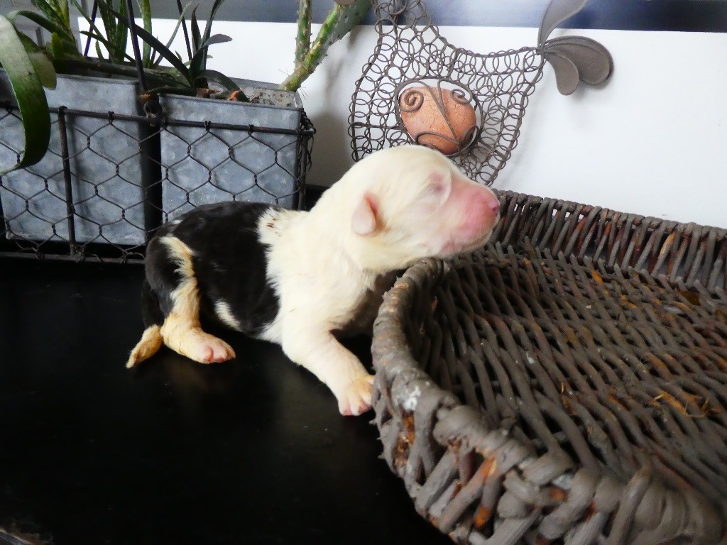 of Mary People - Chiots disponibles - Bobtail