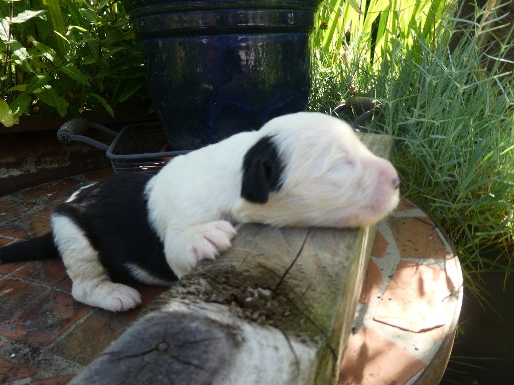of Mary People - Chiots disponibles - Bobtail