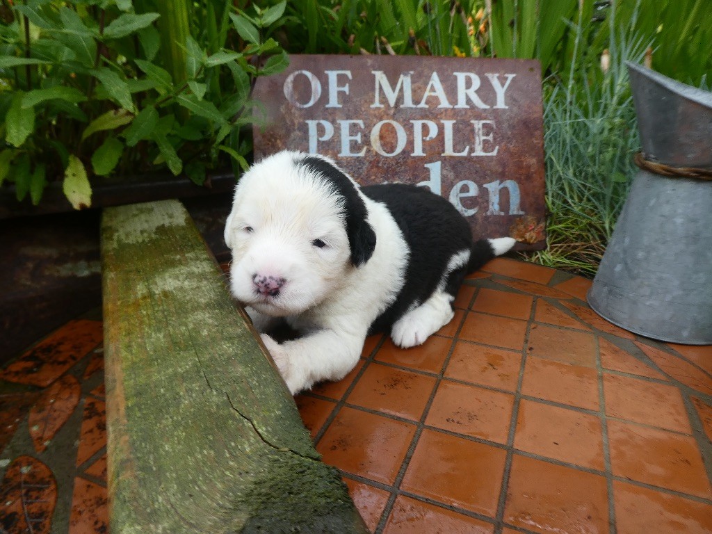 of Mary People - Chiots disponibles - Bobtail