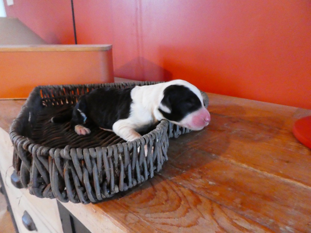 of Mary People - Chiots disponibles - Bobtail