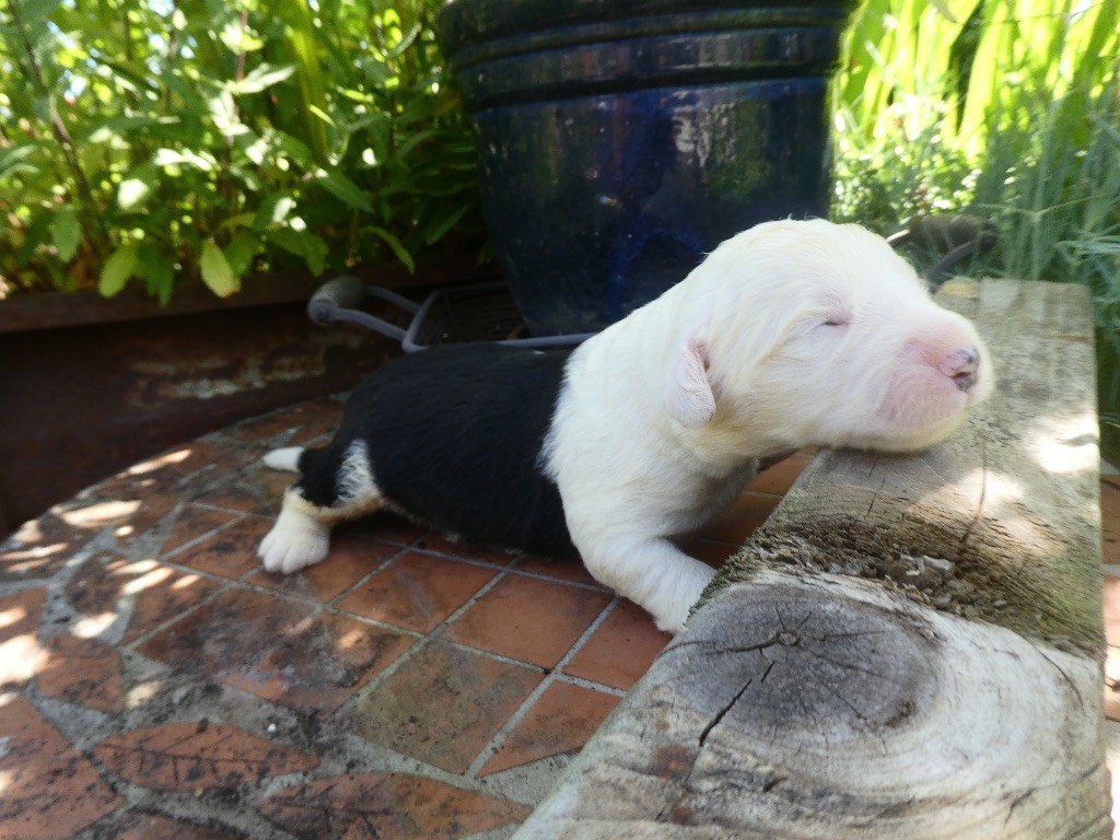 of Mary People - Chiots disponibles - Bobtail