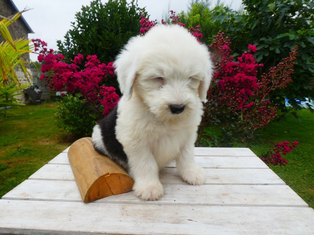 of Mary People - Chiots disponibles - Bobtail