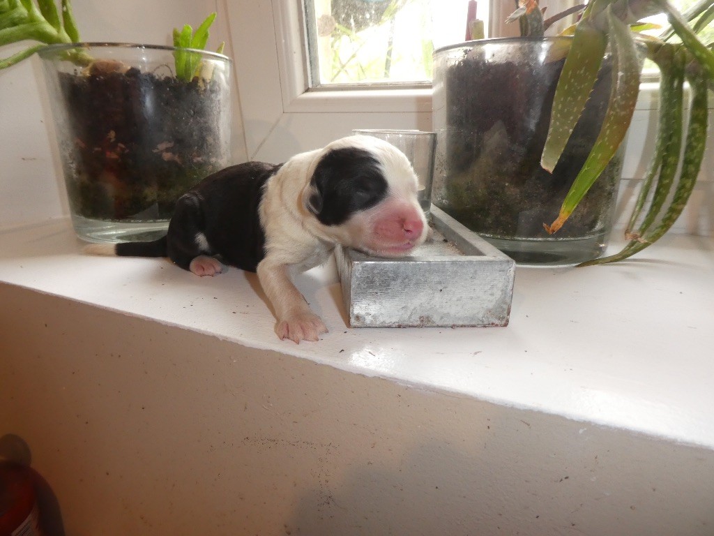 of Mary People - Chiots disponibles - Bobtail