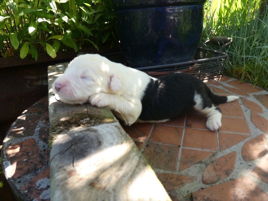 of Mary People - Chiots disponibles - Bobtail