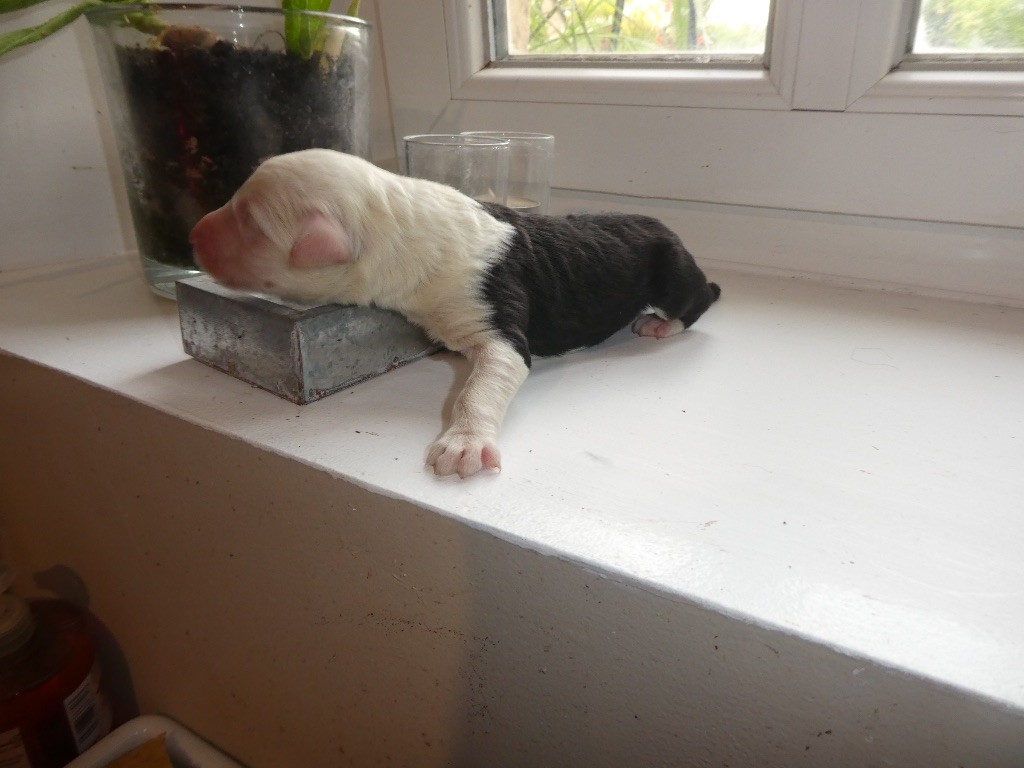 of Mary People - Chiots disponibles - Bobtail