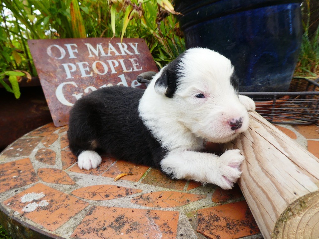 of Mary People - Chiots disponibles - Bobtail