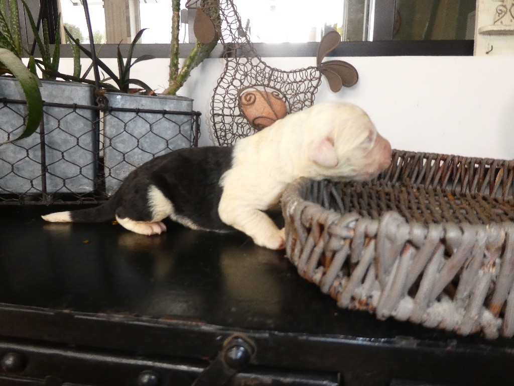 of Mary People - Chiots disponibles - Bobtail
