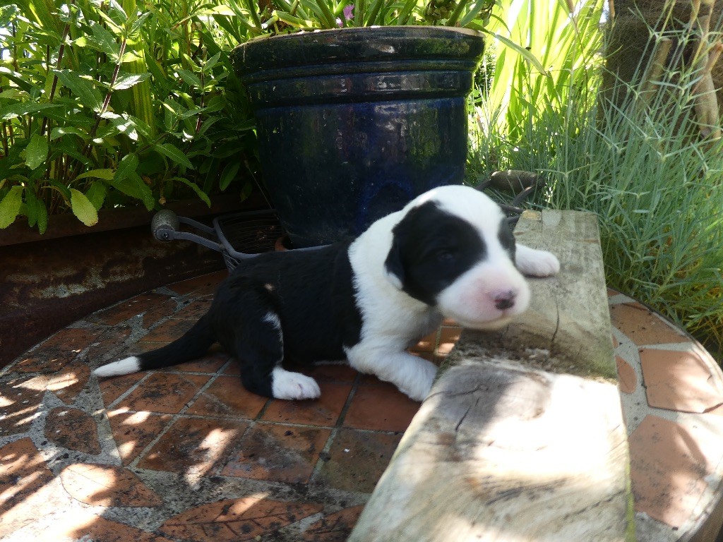 of Mary People - Chiots disponibles - Bobtail
