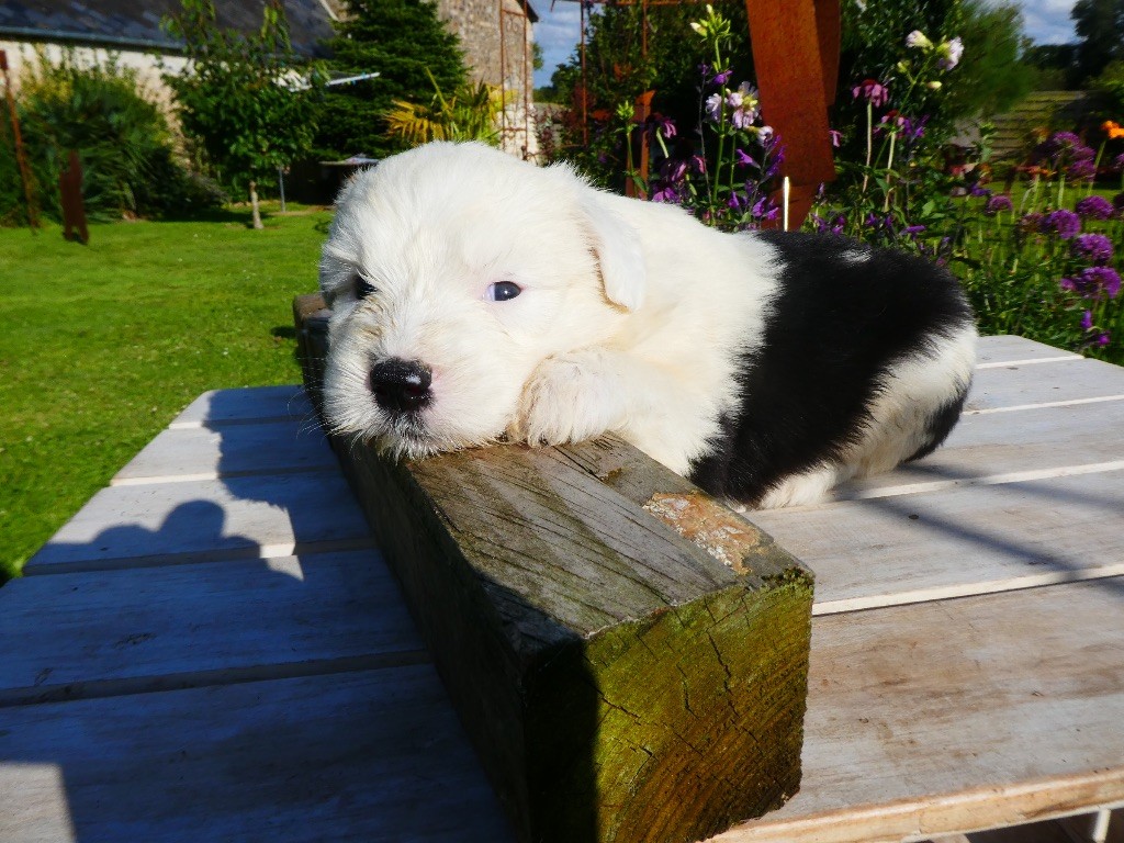 of Mary People - Chiots disponibles - Bobtail