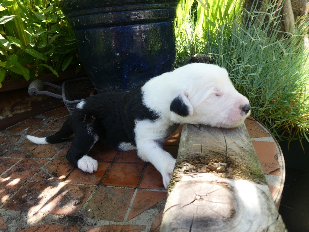 of Mary People - Chiots disponibles - Bobtail