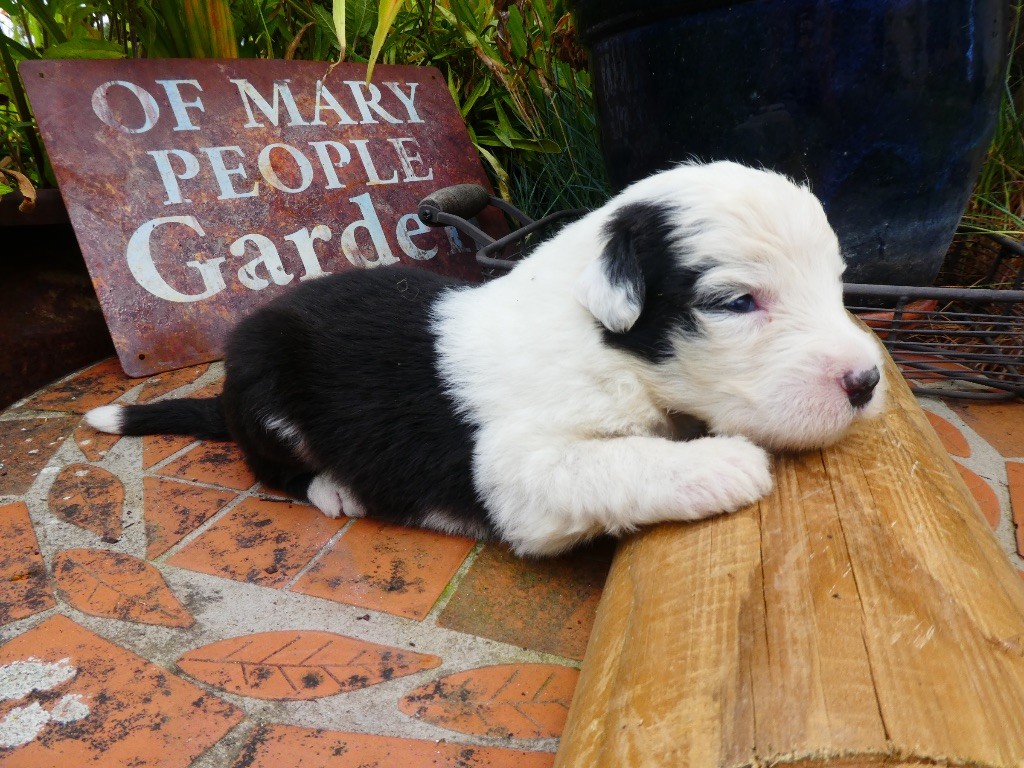 of Mary People - Chiots disponibles - Bobtail