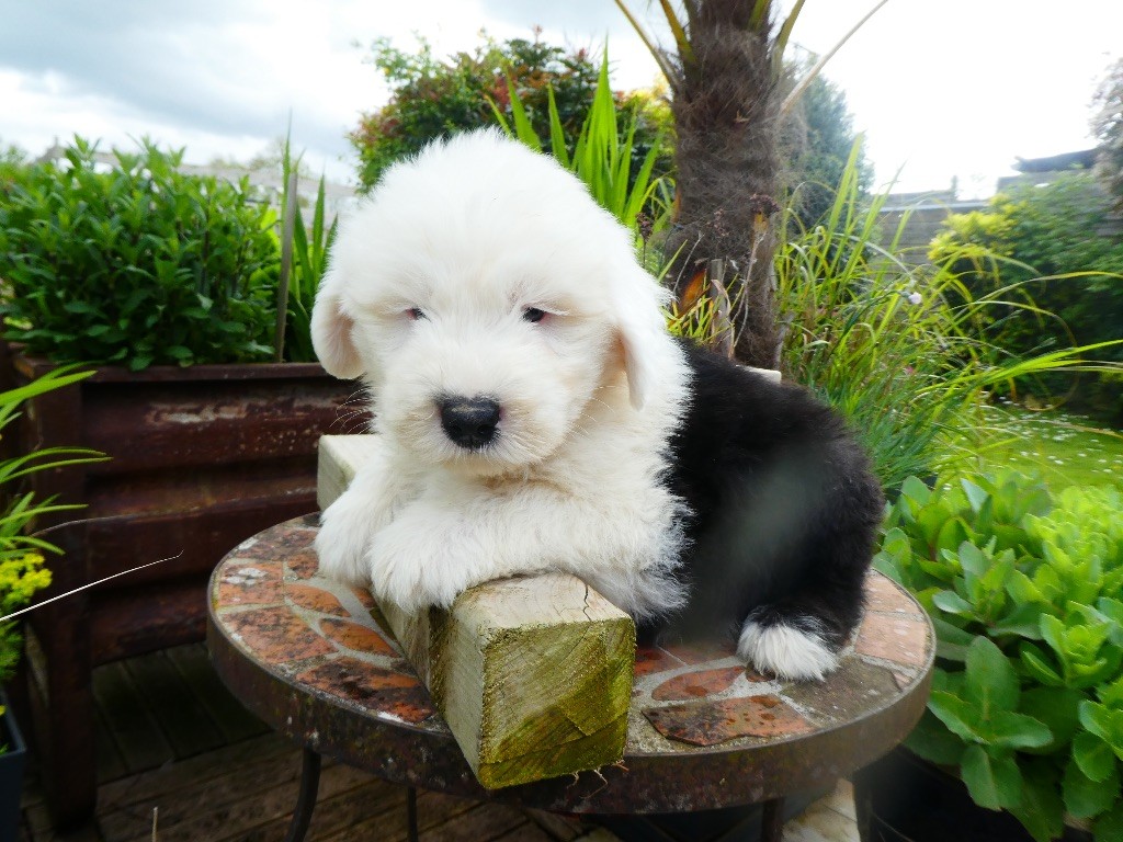 of Mary People - Chiots disponibles - Bobtail