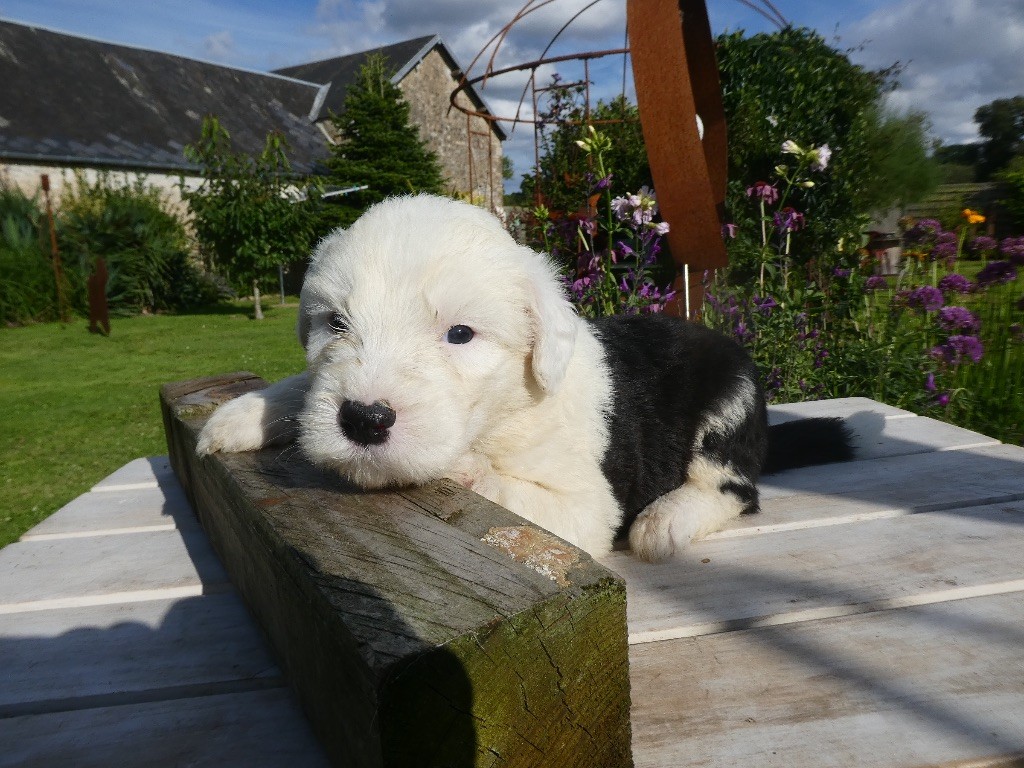 of Mary People - Chiots disponibles - Bobtail