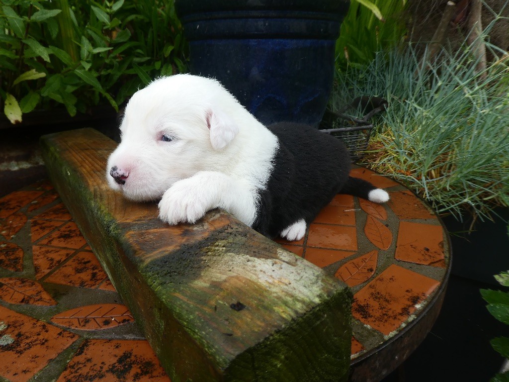 of Mary People - Chiots disponibles - Bobtail