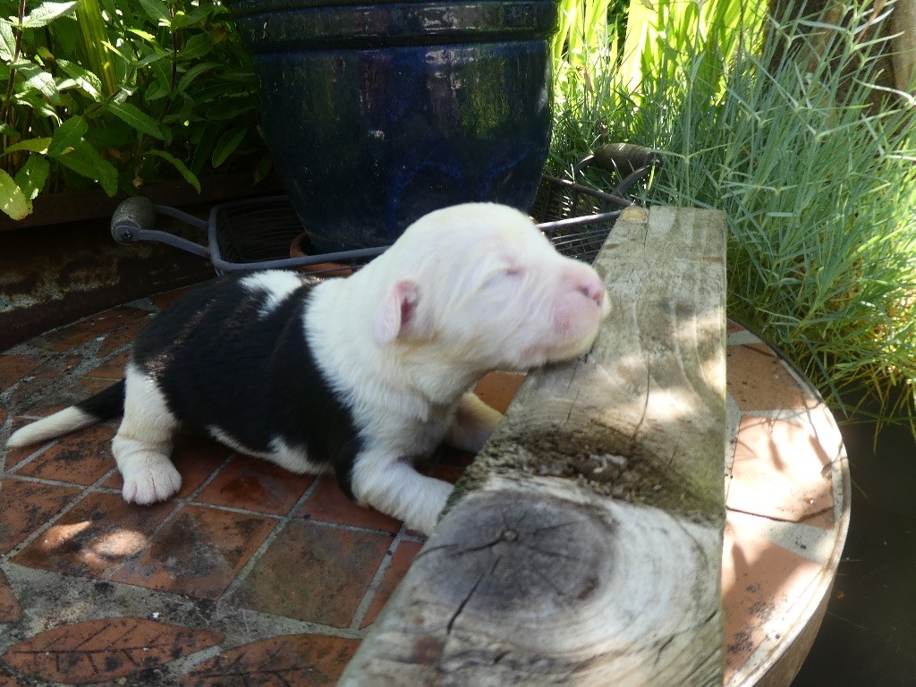 of Mary People - Chiots disponibles - Bobtail