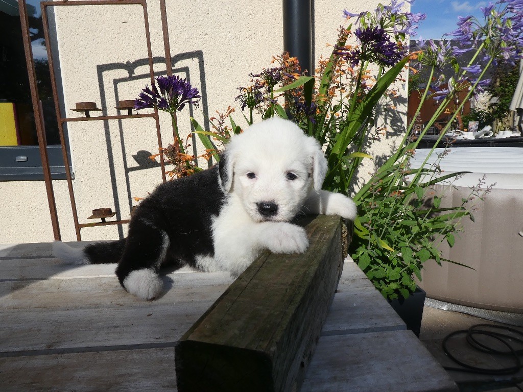 of Mary People - Chiots disponibles - Bobtail