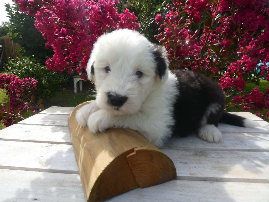 of Mary People - Chiots disponibles - Bobtail